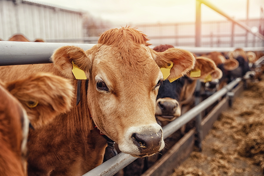 بخشی از محصولات شرکت بهانسار در صنایع دامی کاربرد دارند و در بخشهای مختلف این صنعت مورد استفاده قرار میگیرند